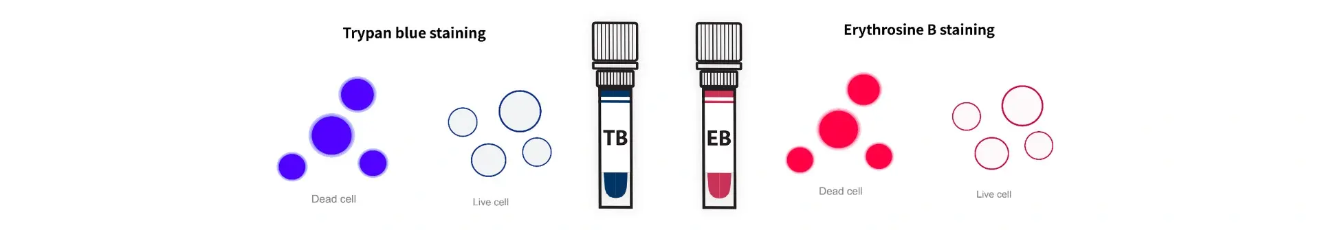 Staining Method Trypan Blue (0.4%) and Erythrosin B (0.05%)